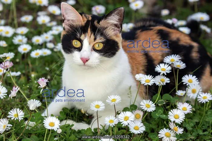 : European shorthair, felidae (Felis catus), tricolour : European shorthair, felidae (Felis catus), tricolour