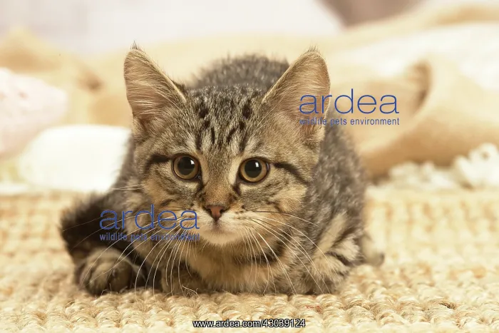 : European shorthair kitten indoors : European shorthair kitten indoors