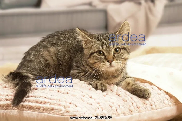 : European shorthair kitten indoors : European shorthair kitten indoors