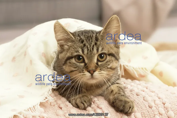: European shorthair kitten indoors : European shorthair kitten indoors