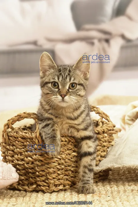  : European shorthair kitten indoors