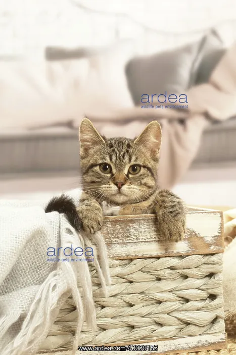 : European shorthair kitten indoors : European shorthair kitten indoors