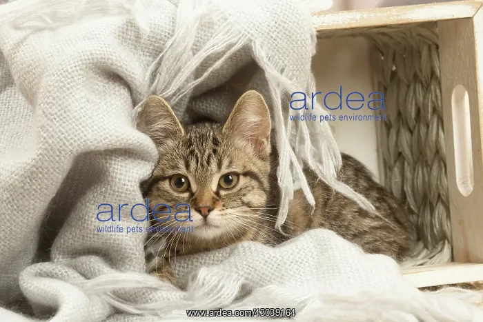 : European shorthair kitten indoors : European shorthair kitten indoors