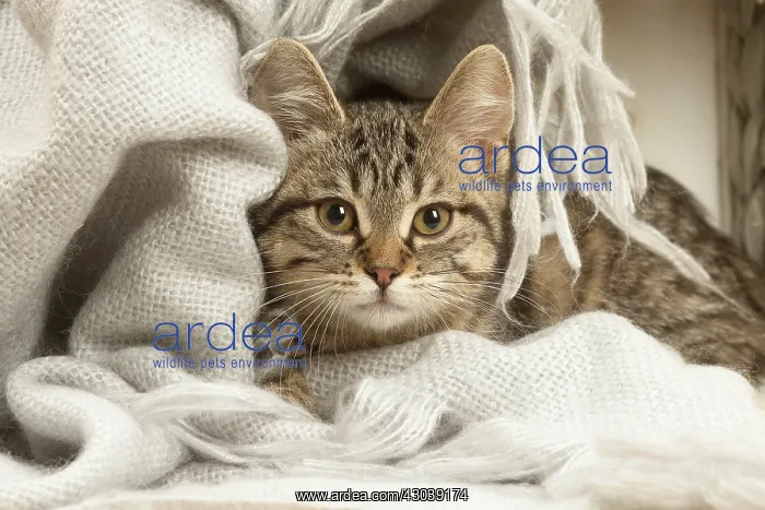 : European shorthair kitten indoors : European shorthair kitten indoors