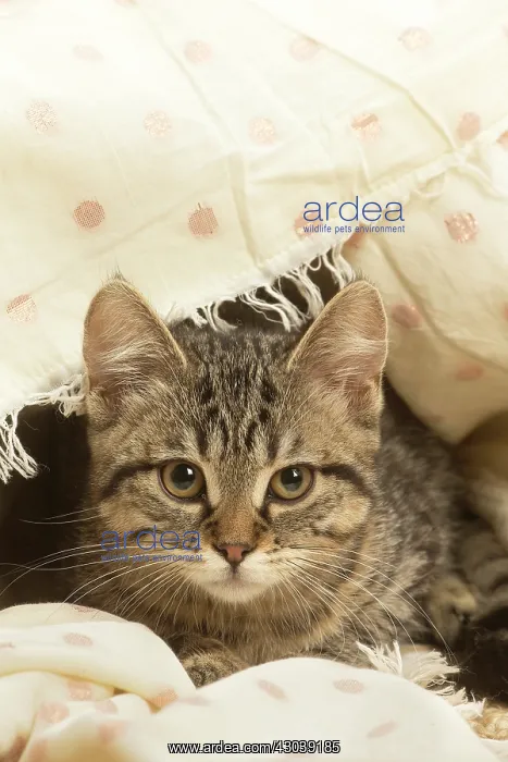 : European shorthair kitten indoors : European shorthair kitten indoors