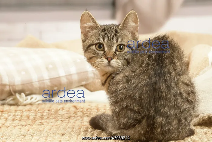 : European shorthair kitten indoors : European shorthair kitten indoors