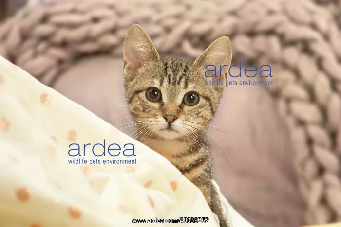 : European shorthair kitten indoors : European shorthair kitten indoors