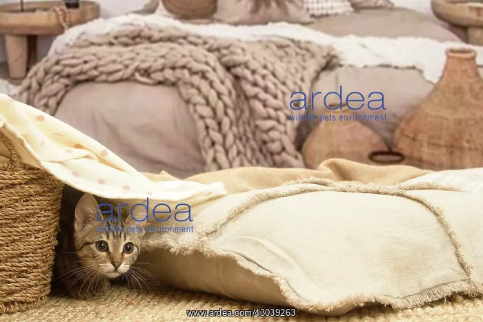 : European shorthair kitten indoors : European shorthair kitten indoors