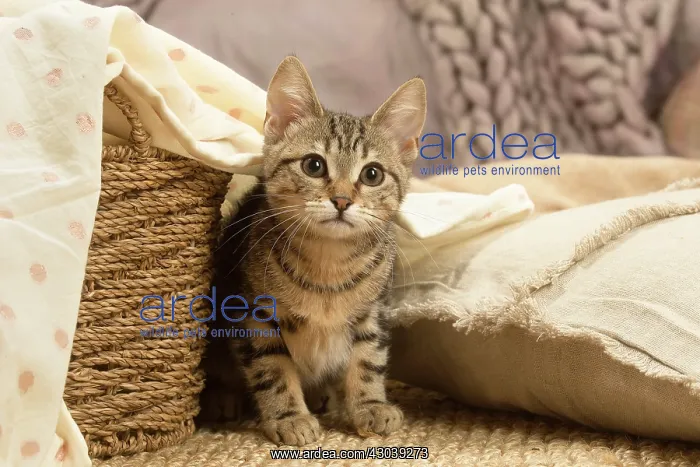 : European shorthair kitten indoors : European shorthair kitten indoors