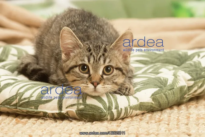 : European shorthair kitten indoors : European shorthair kitten indoors