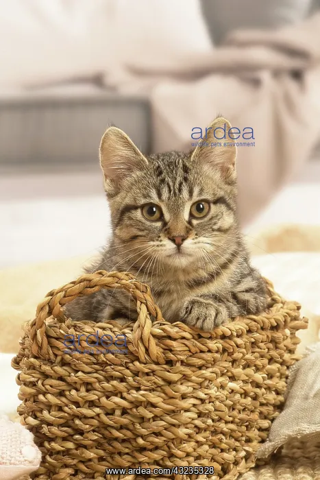: European shorthair kitten indoors : European shorthair kitten indoors