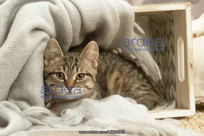 : European shorthair kitten indoors : European shorthair kitten indoors