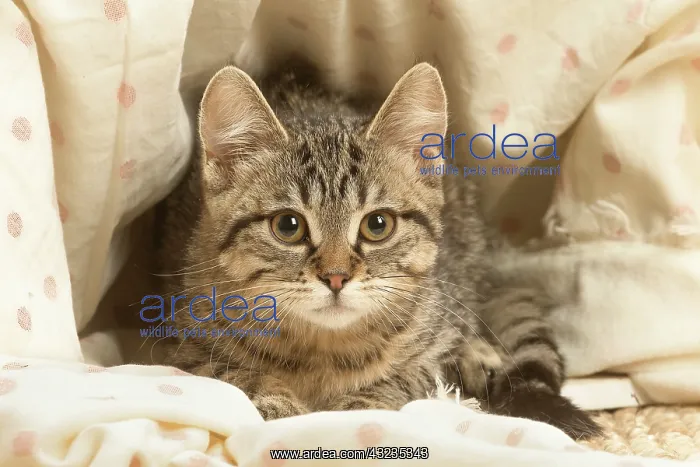 : European shorthair kitten indoors : European shorthair kitten indoors