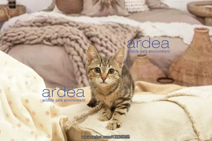 : European shorthair kitten indoors : European shorthair kitten indoors