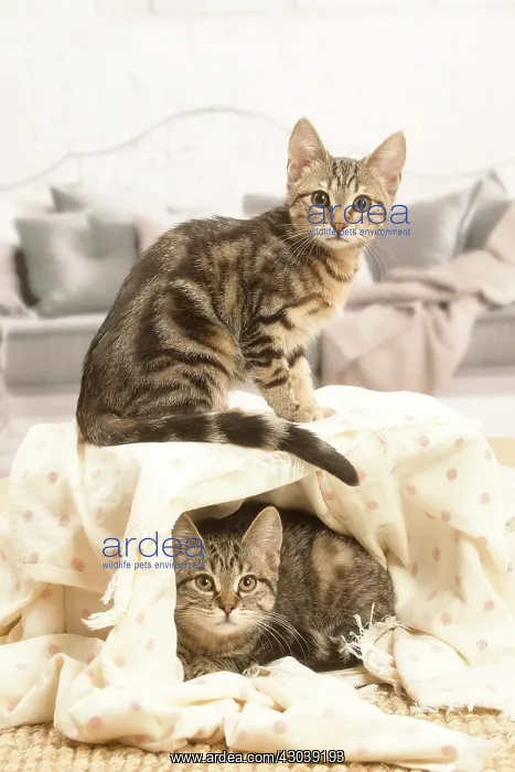 : Two European shorthair kittens indoors : Two European shorthair kittens indoors