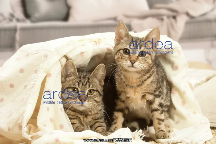 : Two European shorthair kittens indoors : Two European shorthair kittens indoors