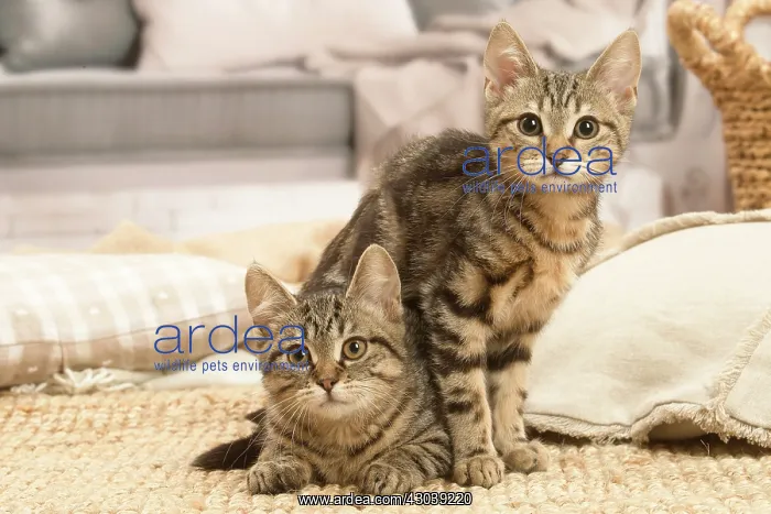 : Two European shorthair kittens indoors : Two European shorthair kittens indoors