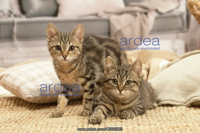 : Two European shorthair kittens indoors : Two European shorthair kittens indoors