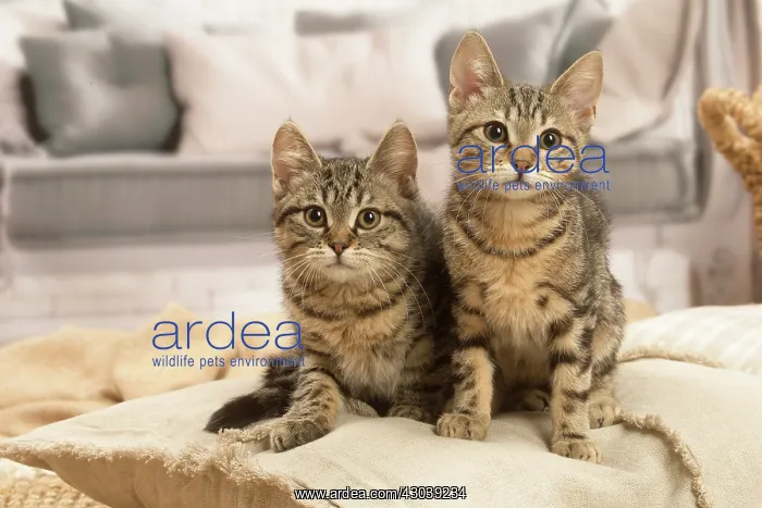 : Two European shorthair kittens indoors : Two European shorthair kittens indoors