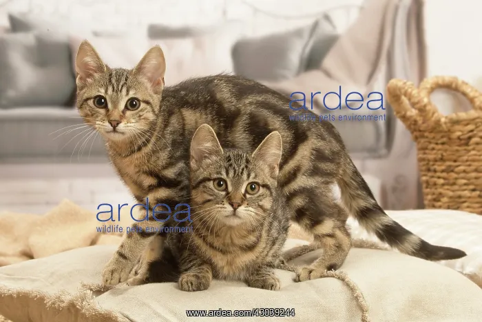 : Two European shorthair kittens indoors : Two European shorthair kittens indoors