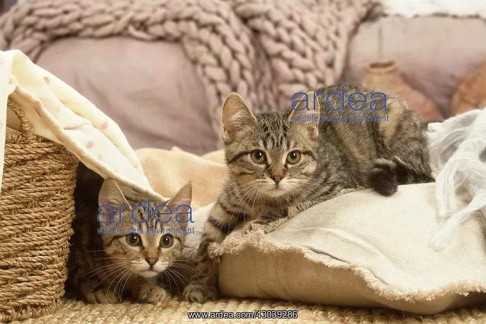 : Two European shorthair kittens indoors : Two European shorthair kittens indoors