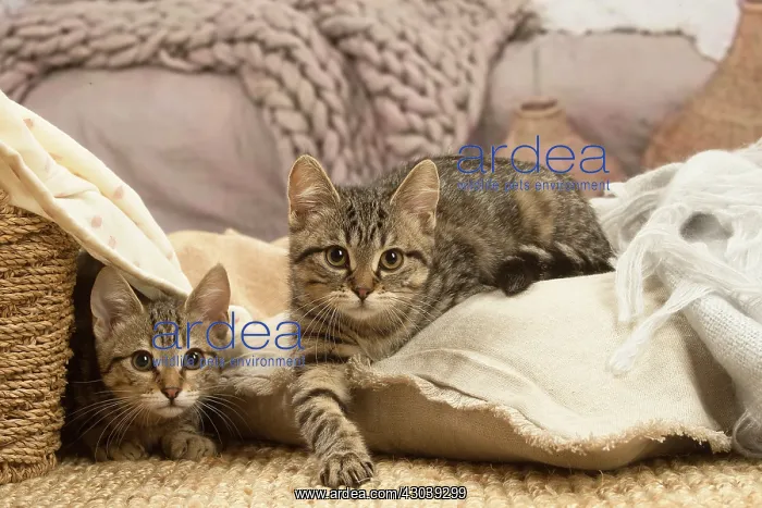 : Two European shorthair kittens indoors : Two European shorthair kittens indoors