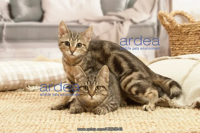 : Two European shorthair kittens indoors : Two European shorthair kittens indoors