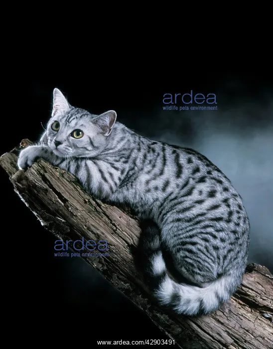 : European Silver Spotted Tabby Cat : European Silver Spotted Tabby Cat