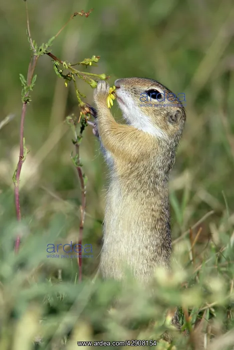 : European Souslik / Suslik / Ground Squirrel - Feeding : European Souslik / Suslik / Ground Squirrel - Feeding