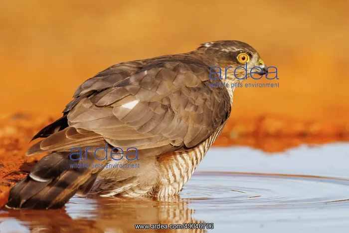 : European Sparrowhawk : European Sparrowhawk