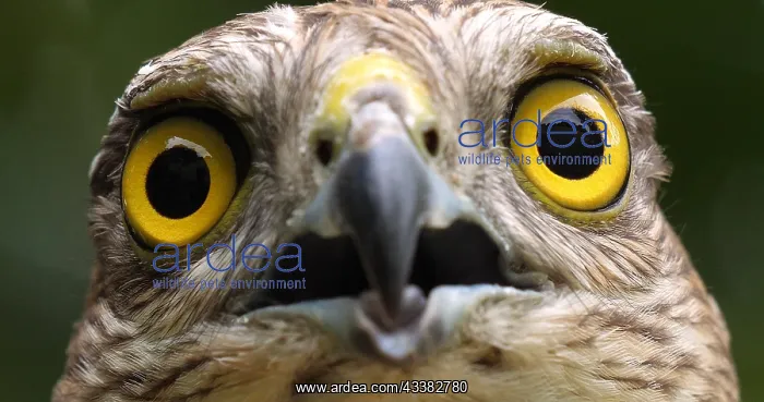 : European Sparrowhawk (accipiter nisus), Portrait : European Sparrowhawk (accipiter nisus), Portrait