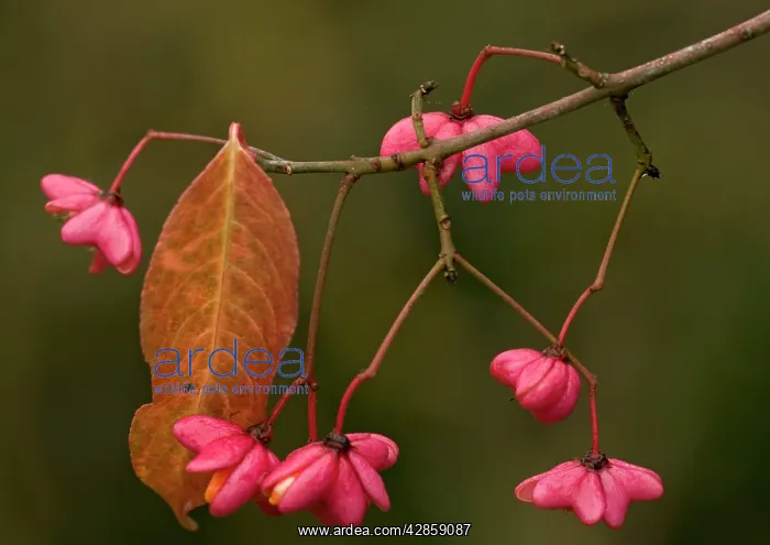 : European Spindle in autumn: berries with arils : European Spindle in autumn: berries with arils