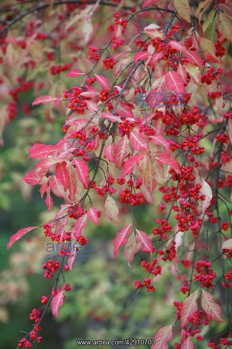  : European Spindle - berries and leaves