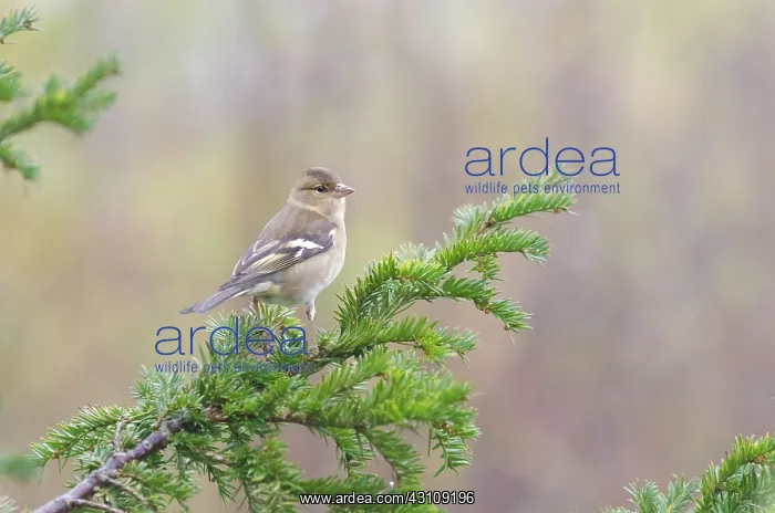 : European Spruce : European Spruce