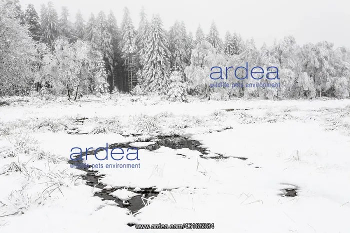 : European Spruce : European Spruce