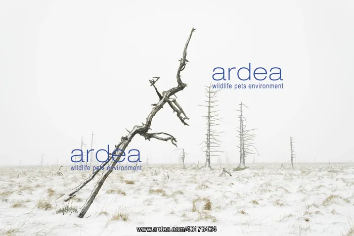 : European Spruce : European Spruce