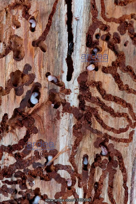 : European spruce bark beetle (Ips typographus), beetles : European spruce bark beetle (Ips typographus), beetles