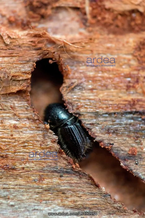 : European spruce bark beetle (Ips typographus), beetle : European spruce bark beetle (Ips typographus), beetle