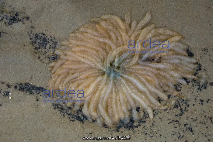 : European Squid : European Squid