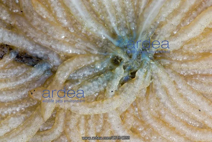 : European Squid : European Squid