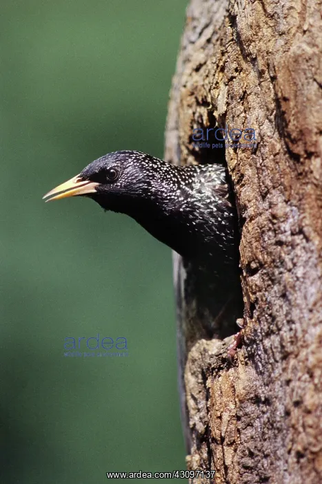 : European Starling : European Starling