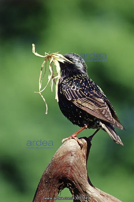 : European Starling : European Starling