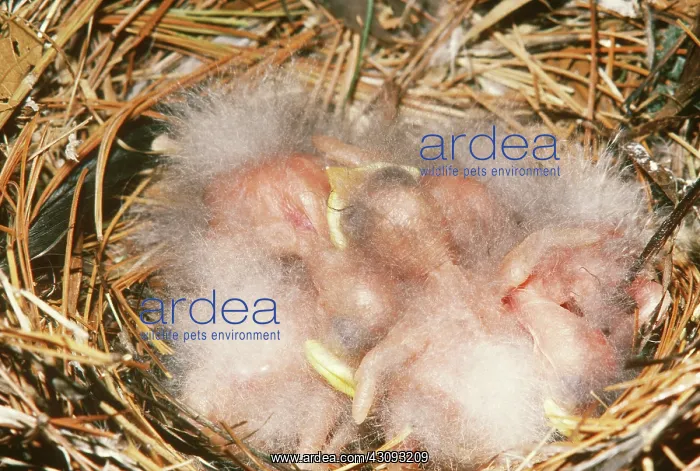 : European Starling Chicks : European Starling Chicks
