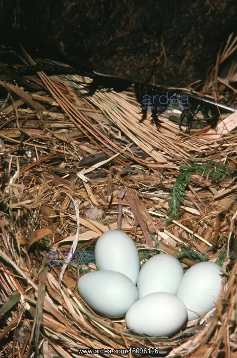 : European Starling Eggs : European Starling Eggs