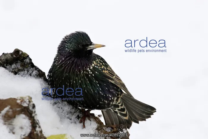 : European Starling - in snow : European Starling - in snow