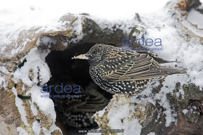 : European Starling - in snow : European Starling - in snow