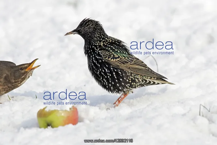 : European Starling - in snow feeding on apple : European Starling - in snow feeding on apple
