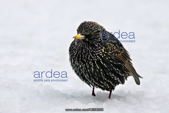 : European Starling - in snow - fluffed up against cold : European Starling - in snow - fluffed up against cold