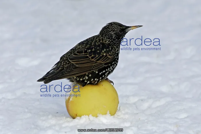 : European Starling - in snow sitting on apple : European Starling - in snow sitting on apple