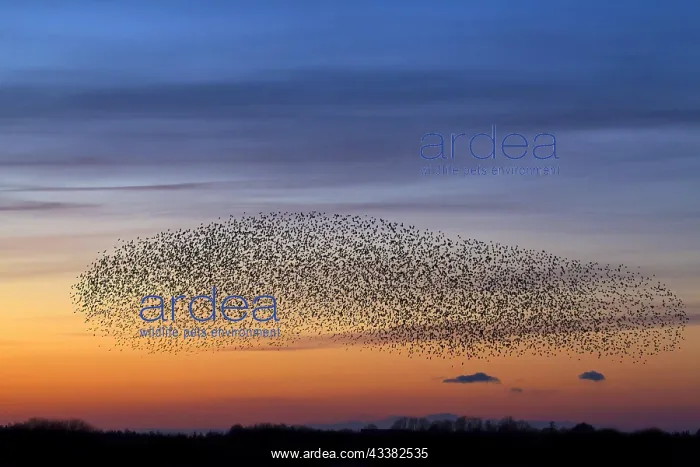 : European starling (Sturnus vulgaris) murmuration : European starling (Sturnus vulgaris) murmuration